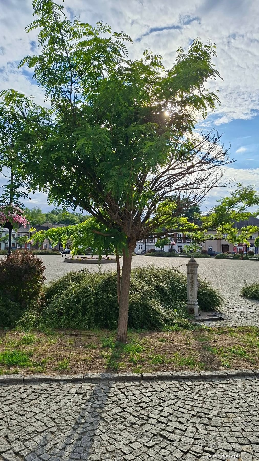 Ogród przed realizacją