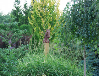 Projektowanie ogrodów - ogród przy lesie