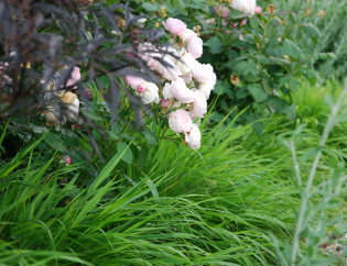 Projektowanie ogrodów - różany raj