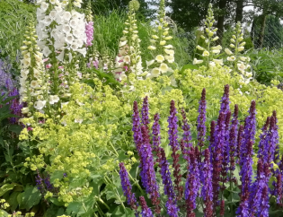 projektowanie ogrodów - bylinowy raj