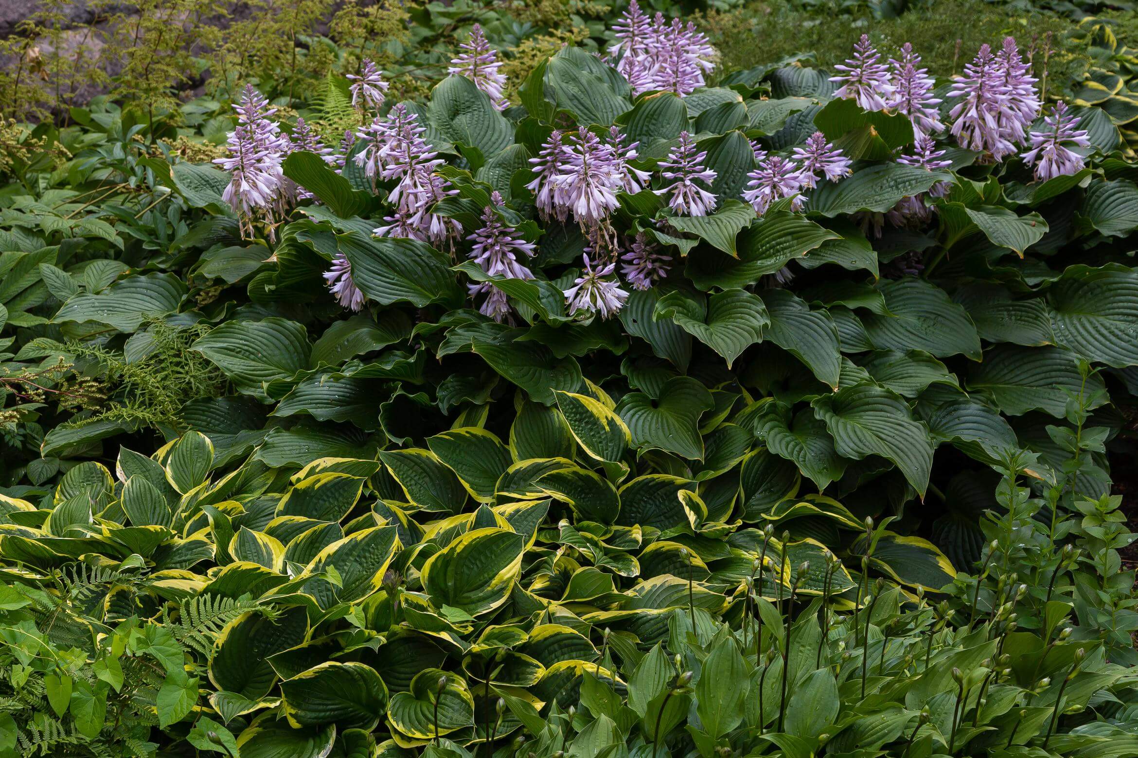 Projektowanie ogrodów - ogród leśny