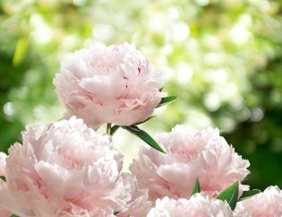 Peonie – królewskie kwiaty początku lata