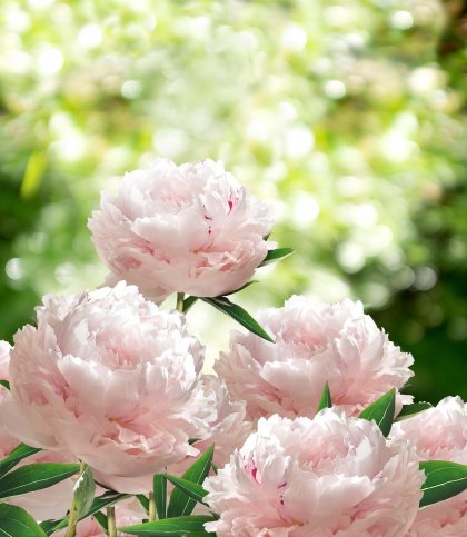 Peonie – królewskie kwiaty początku lata