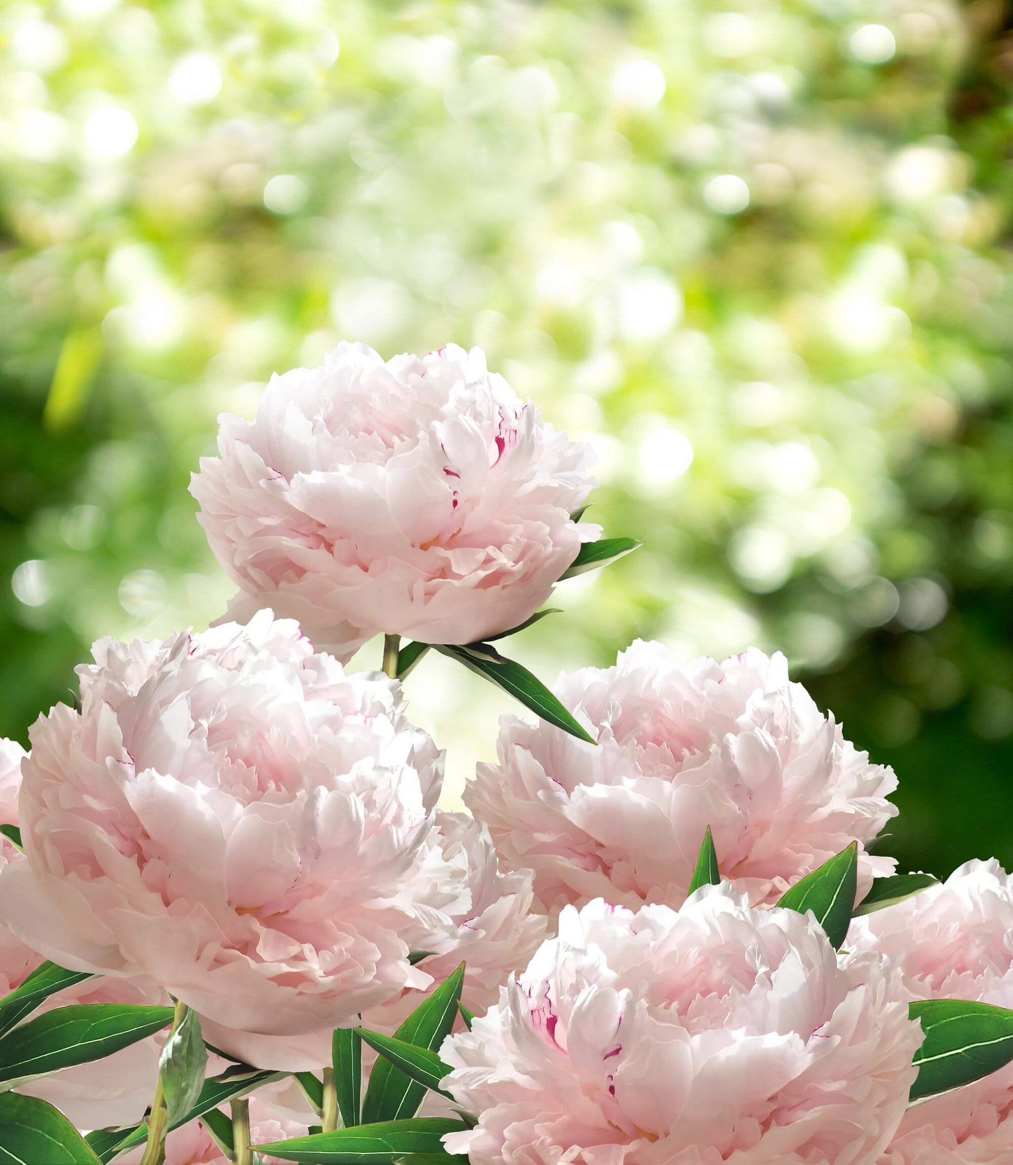 Peonie – królewskie kwiaty początku lata