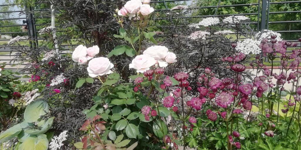 Ogrody Luizy - duety