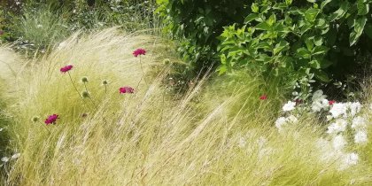 Ogrody Luizy - wszystko o trawach