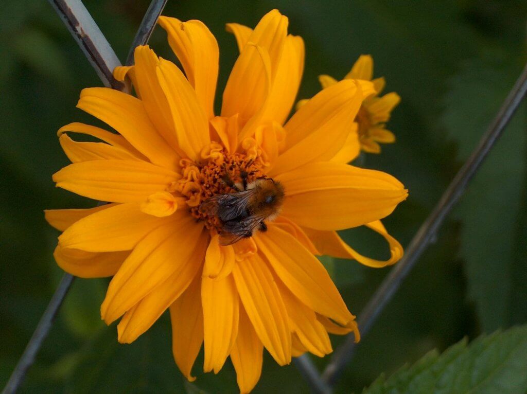 Rośliny przyjazne pszczołom, trzmielom  i motylom