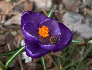 Rośliny przyjazne pszczołom, trzmielom i motylom