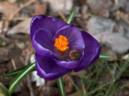 Rośliny przyjazne pszczołom, trzmielom i motylom