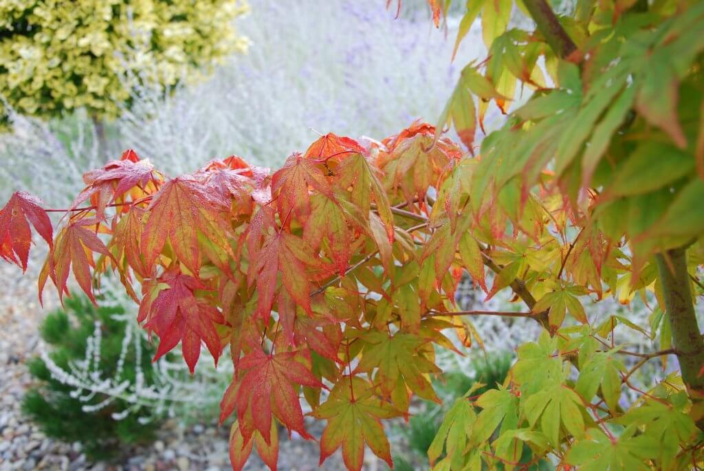 Jesienne liście w ogrodzie