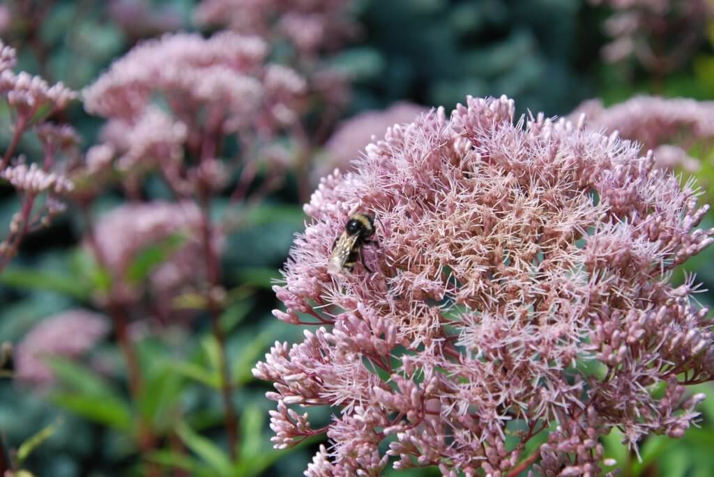 Ogrody Luizy - łatwa pielęgnacja ogrodu