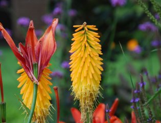 Egzotyczne piękności w ogrodzie