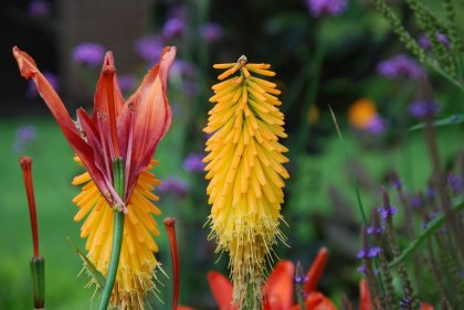 Egzotyczne piękności w ogrodzie