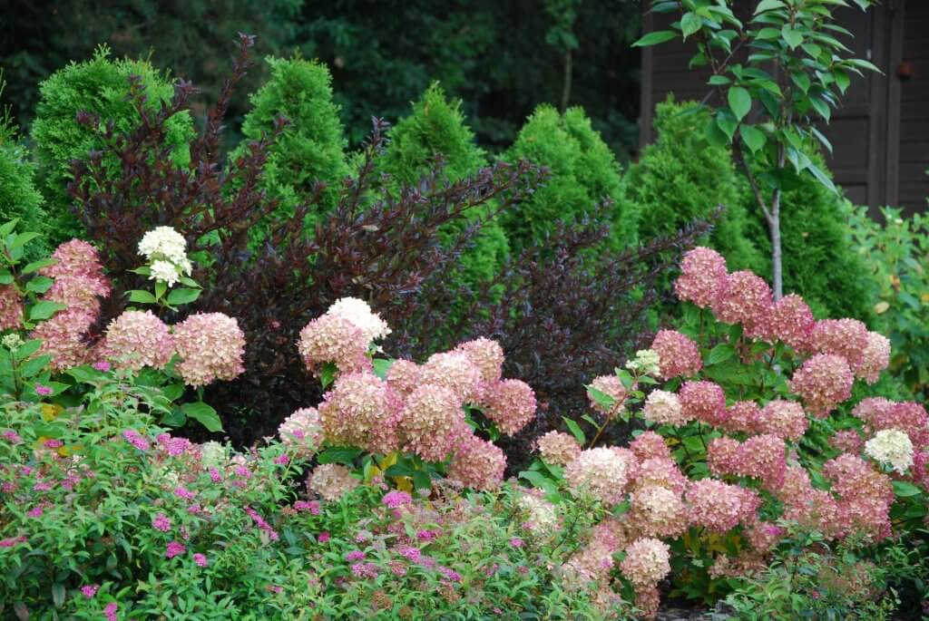Ogrody Luizy - hortensje